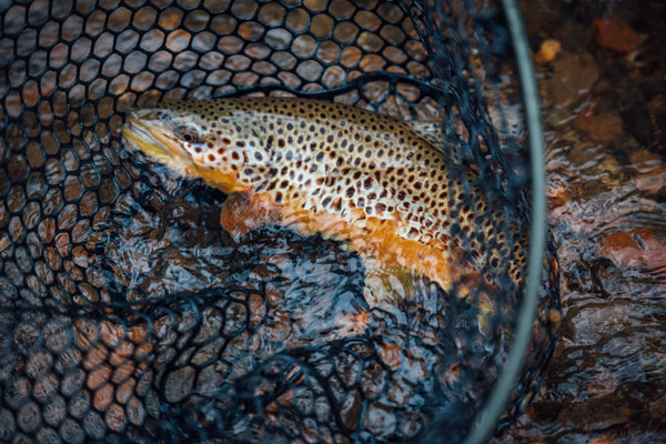 Brown trout caught with fly fishing gear in net