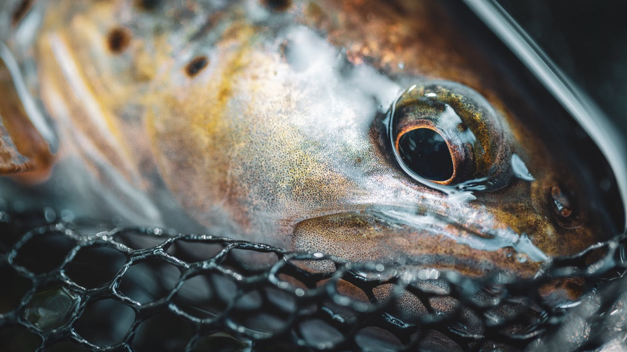 Close-up of a trout in a net, showcasing the beauty of outdoor fishing lifestyle gear and fly fishing accessories.