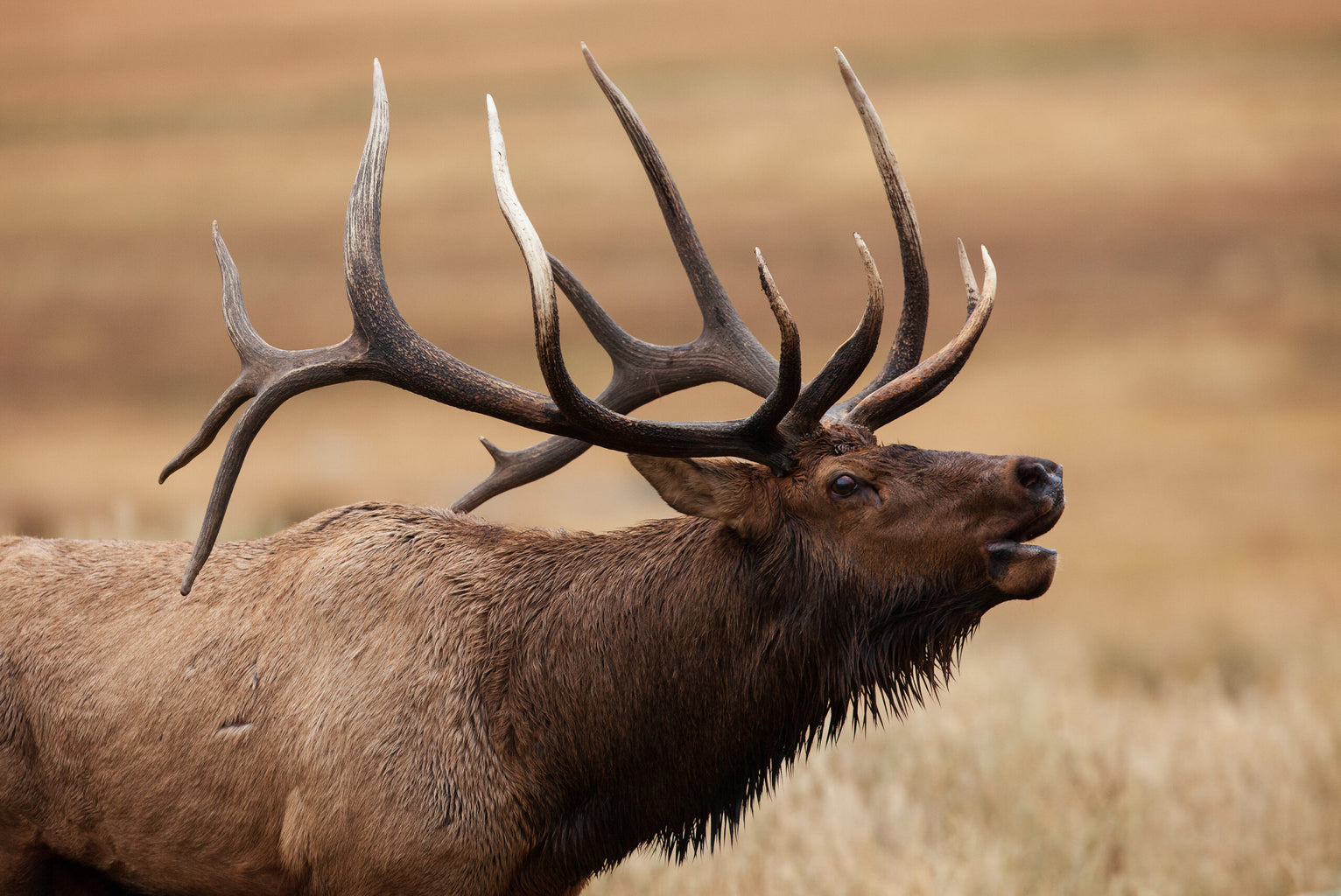 Bull elk bugling in a golden meadow